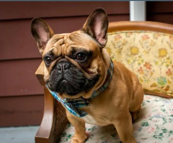 Chiropractor Dr. Henry