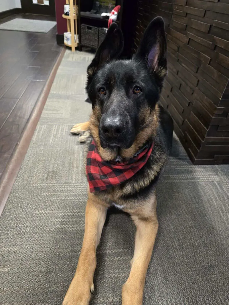 Healthcare professional consulting with patient